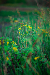 green grass in the morning