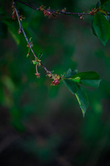 green leaves on a tree