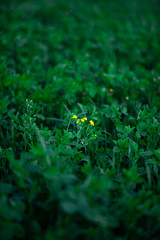 green grass on the ground