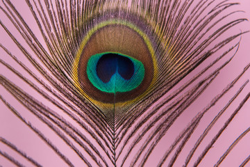 Obraz premium peacock feather on a pink background