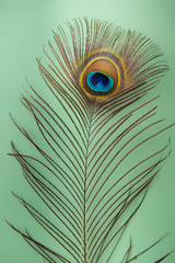 peacock feather on a mint green background