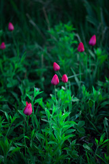 red flowers in the garden