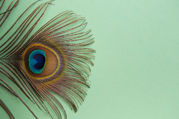 peacock feather on a mint green background