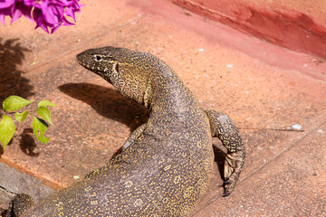 Huge monitor lizard in Africa