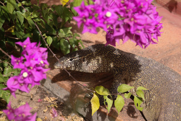 Huge monitor lizard in Africa