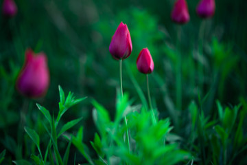 red tulips in the garden