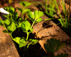 Coriander sproutlings, with leading lines