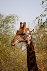 Obraz premium giraffe in the wild