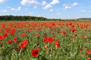 Fototapeta na wymiar View of poppy filed in summer countryside