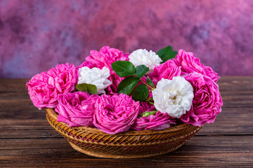 Pink Damask Rose flowers (Rosa damascena)