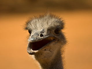 portrait of african ostrich in the wild