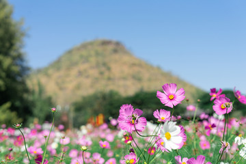 Fototapeta premium Pink cosmos flower blooming in the garden with blurred background.