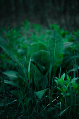 green in the forest