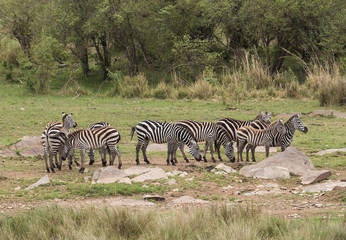 Obraz premium Zebras grazing in the Savannah, Masai Mara, Kenya