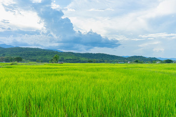 Obraz premium Green rice field with mountains at time sunset.