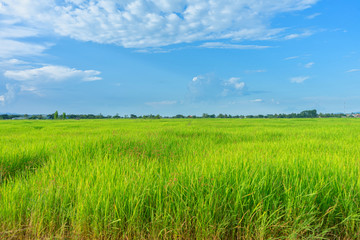 Green rice field with mountains at time sunset.