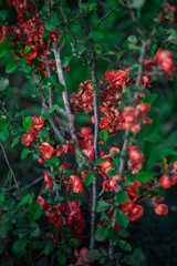 red berries on a green bush