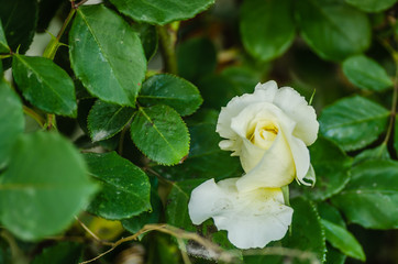 A yellowish-white rose bloomed in its natural environment 