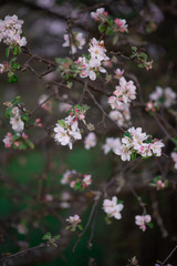 pink flowers in the garden