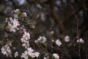 pink and white blossom