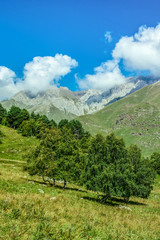 Mountain landscape with trees. vertical image