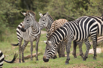 Obraz na płótnie Canvas Zebras grazing at the bank of Mara river, Masai Mara, Kenya