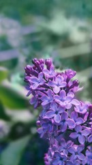 Obraz premium lilac flowers in the garden