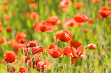 Obraz premium Farmland gets invaded by Poppy flowers during summer