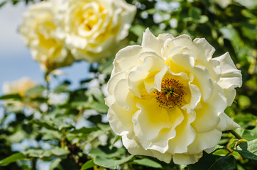 A yellowish-white rose bloomed in its natural environment 