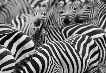 Fototapeta na wymiar Stripes pattern, Masai Mara, Kenya