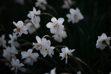 Narcissus - white flowers in the garden