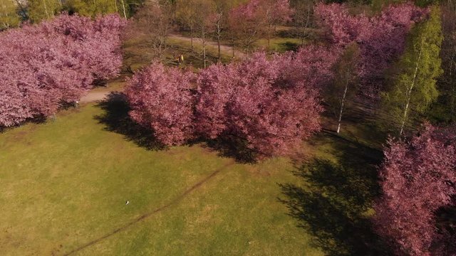 Helsinki Cherry Tree Blossom Aerial Higher Overflight Nr1 4K Prores422. Filmed at Roihuvuori Cherry Tree Park Mother's Day 2020. The place is Roihuvuoren kirsikkapuisto. Mp4 and more photos available