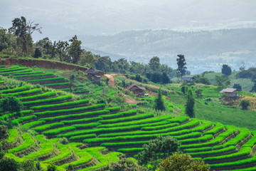 Pa Bong Piang Rice Terraces in Mae Chaem, Chiang Mai, Thailand.