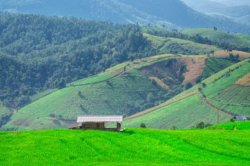 Pa Bong Piang Rice Terraces in Mae Chaem, Chiang Mai, Thailand.