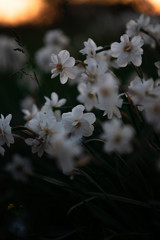 Narcissus - white flowers in the garden