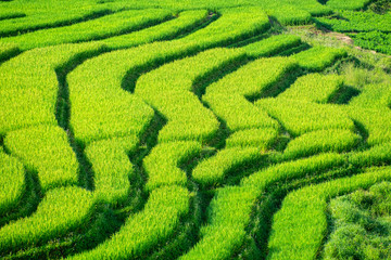 The beautiful of Green Terraced rice fields.
