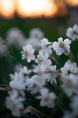 Narcissus - white flowers in the garden