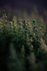 Flowers in the woods