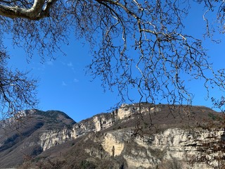 tree in the mountains