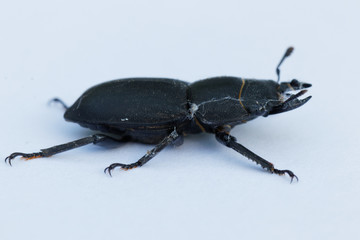 dorcus