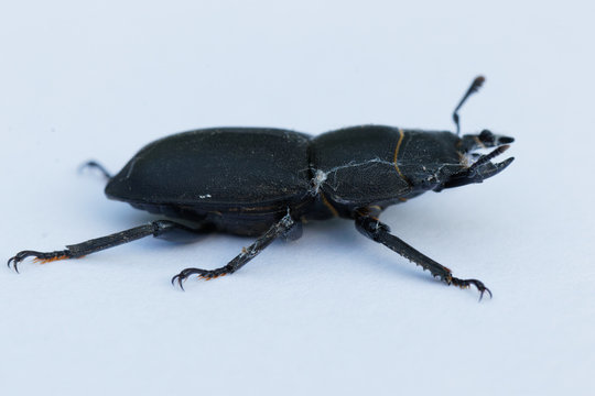 รูปภาพDorcus – เลือกดูภาพถ่ายสต็อก เวกเตอร์ และวิดีโอ520 | Adobe Stock