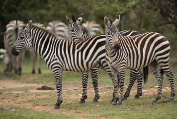 Fototapeta na wymiar Closeup of Zebras in the Savannah grassland, Masai Mara