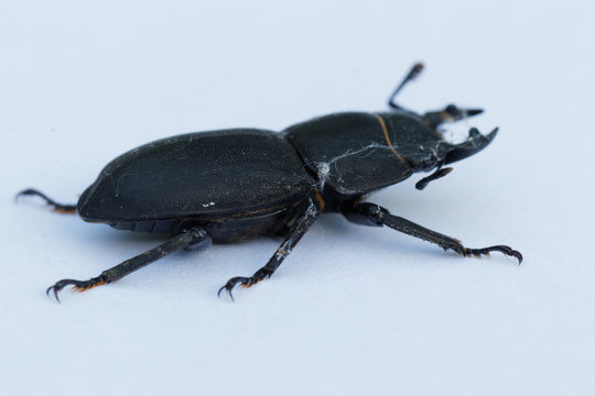dorcus
