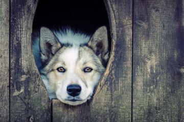 husky dog in a wooden doghouse. sad dog. © Ivan Zhdan