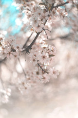 swirling background from blooming apple tree. spring mood. spring flowers shot on helios