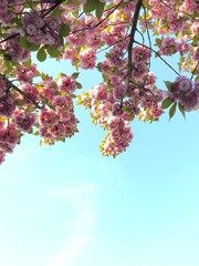  Beautiful blossom