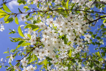 A branch of cherry blossoms in spring with white flowers