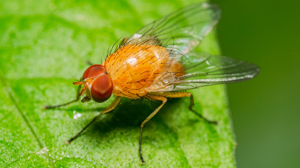 fly 79