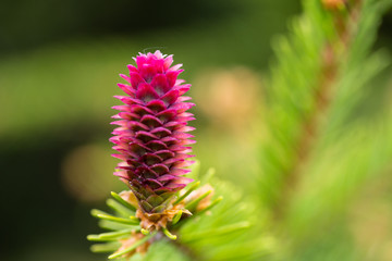 Close-up of one sruce female cone on the branch.