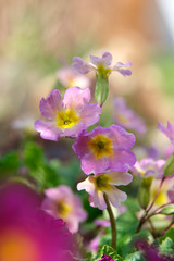 Pink, delicate primrose flowers bloom in the spring garden.